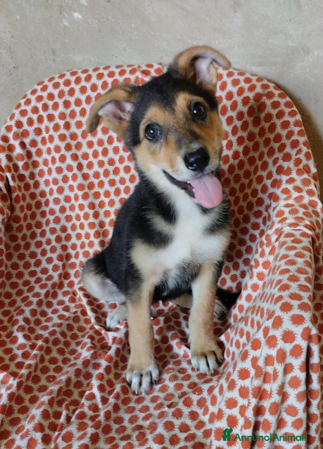 Meticcio cani in regalo: TANTI CUCCIOLI SOLI  a Provincia di Vicenza - Annuncio 1
