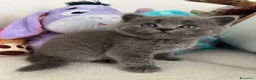 Scottish gatti in vendita: Cucciola Scottish Straight  - Annuncio 4