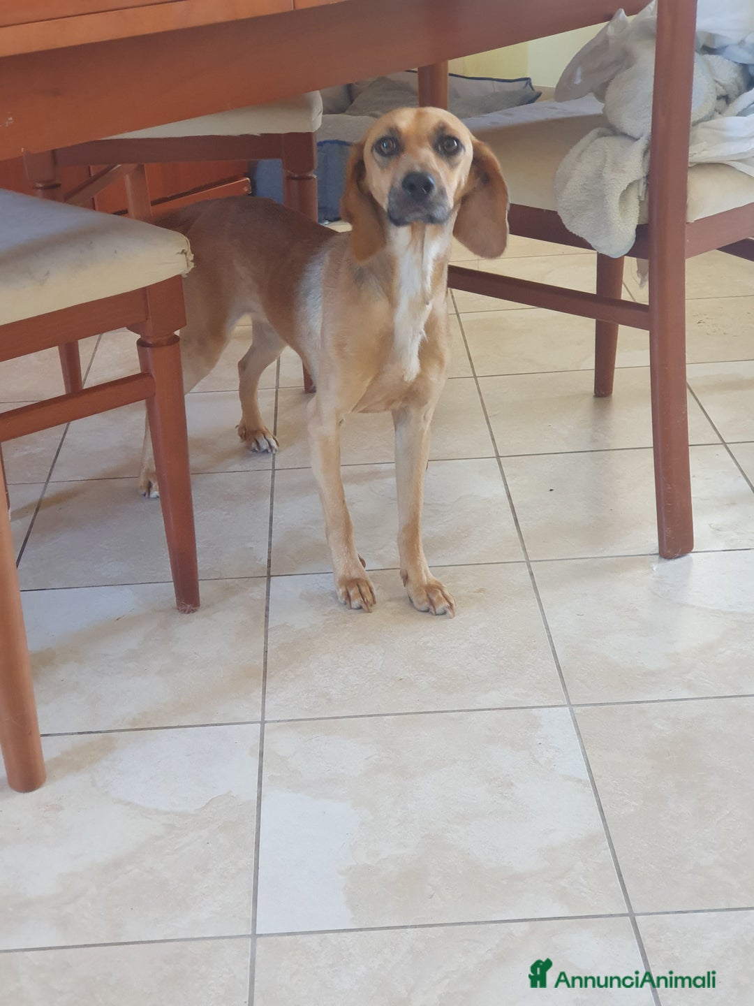 Segugio cani in regalo: NANDA a Provincia di Modena - Annuncio 6