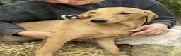 Meticcio cani in regalo: AARON e ARES, i cuccioloni più dolci e sfortunati! - Annuncio 6