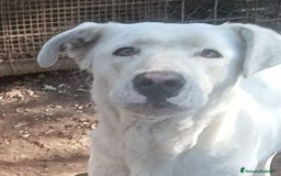 Labrador cani in regalo: Clara, occhioni da cerbiatto a Città metropolitana di Roma Capitale - Immagine 5