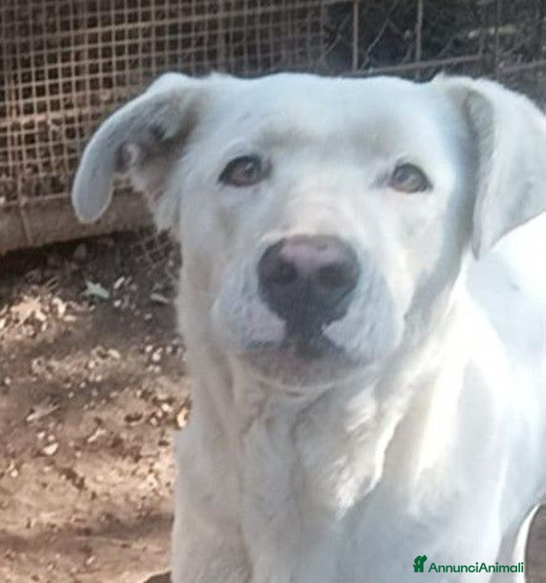 Labrador cani in regalo: Clara, occhioni da cerbiatto a Città metropolitana di Roma Capitale - Immagine 5