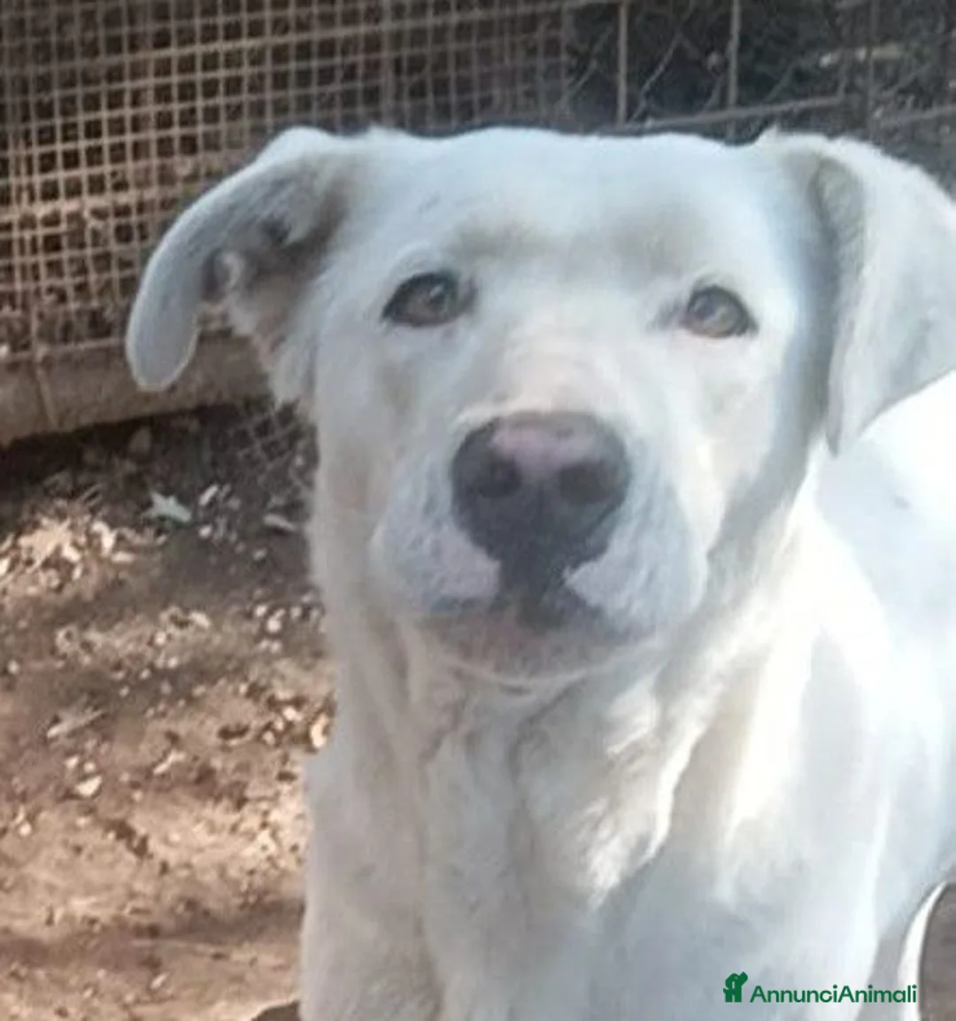 Labrador cani in regalo: Clara, occhioni da cerbiatto a Città metropolitana di Roma Capitale - Annuncio 5