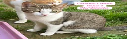 Altre razze gatti in regalo: Tanti gattini desiderosi di trovare casa  a Provincia di Bergamo - Annuncio 2