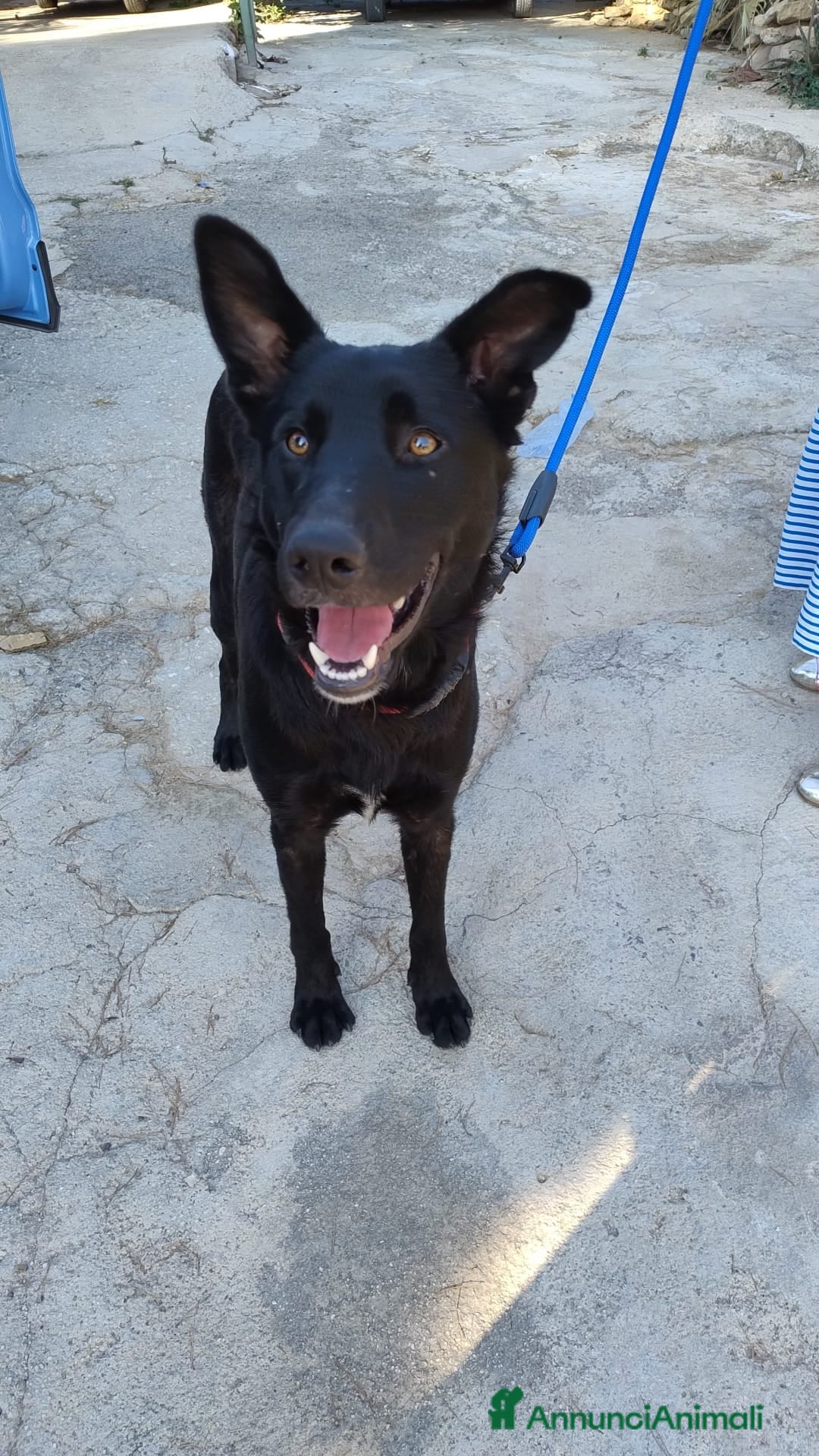 Meticcio cani in regalo: Artù, 9 mesi a Provincia di Bergamo - Immagine 10