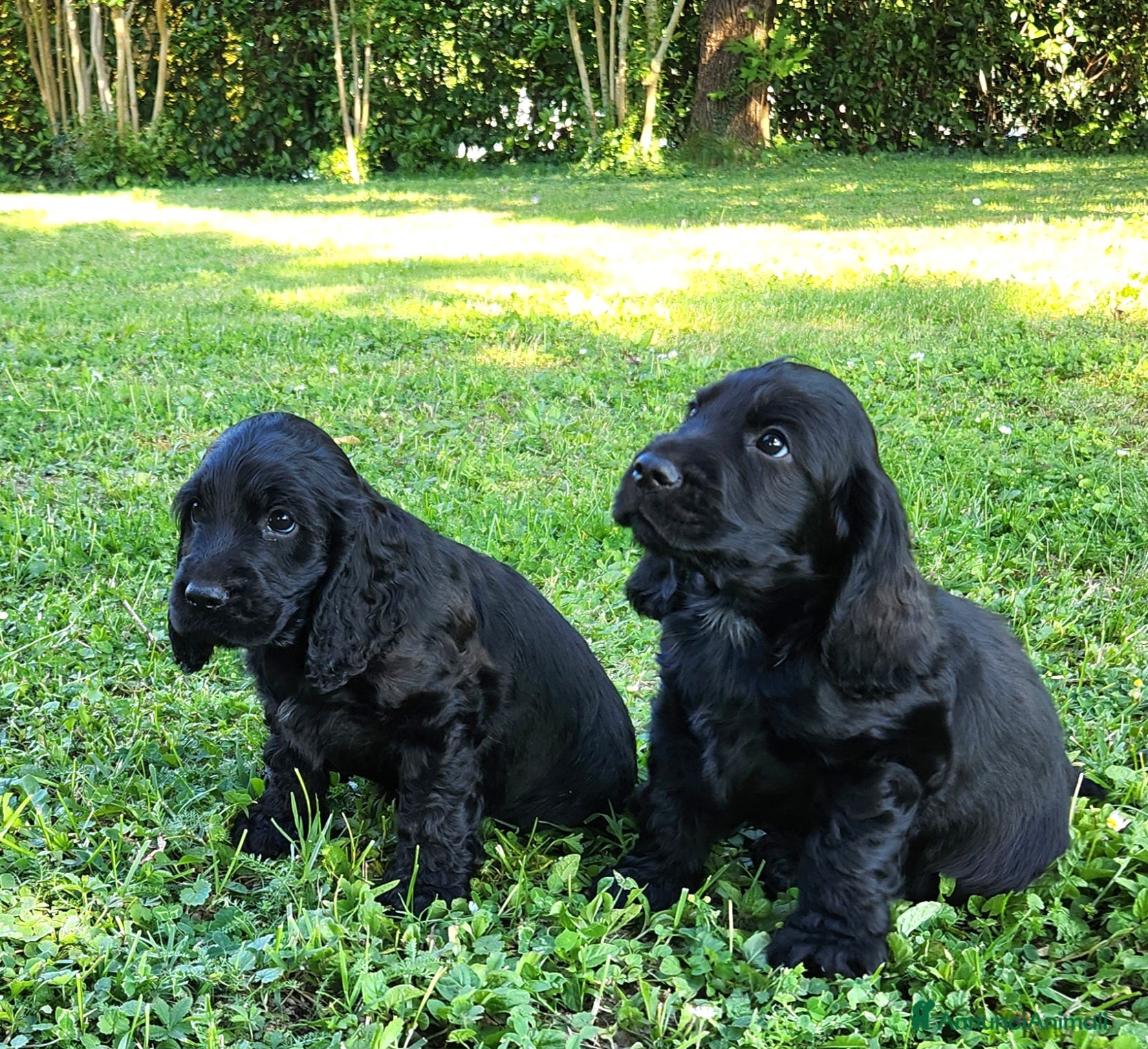 Cocker cani Cuccioli di Cocker - Annuncio 3
