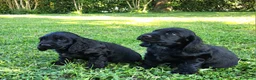 Cocker cani in vendita: Cuccioli di Cocker - Annuncio 1