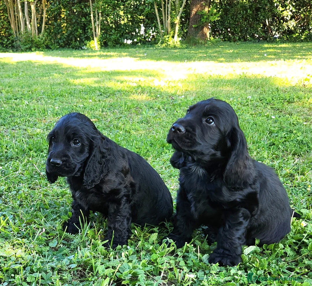 Cocker cani in vendita: Cuccioli di Cocker - Annuncio 1