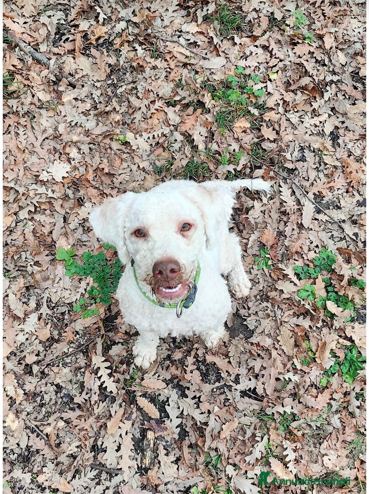 Lagotto cani Lagotto Romagnolo - Annuncio 2