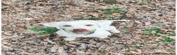 Lagotto cani in vendita: Lagotto Romagnolo - Annuncio 1