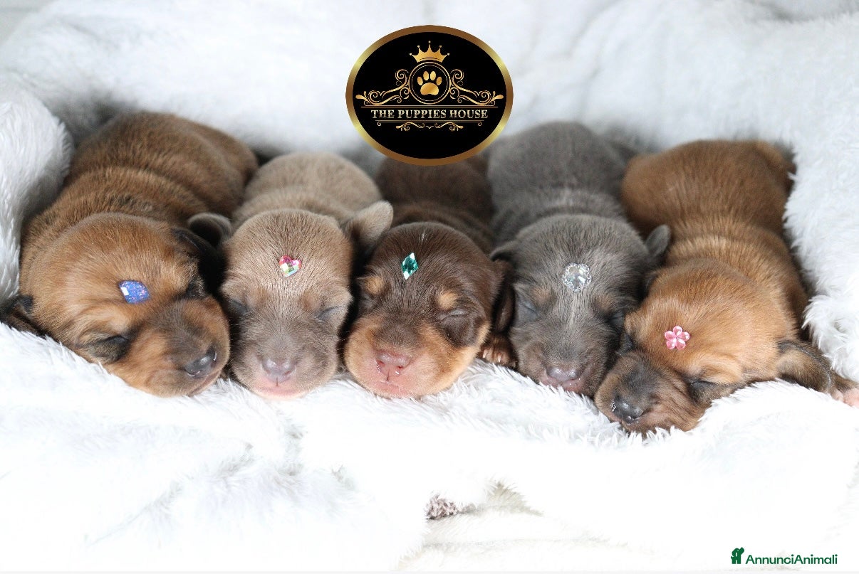 Bassotto cani Bassotto  - Annuncio 1