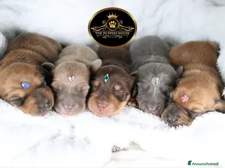 Bassotto cani Bassotto - Annuncio 1