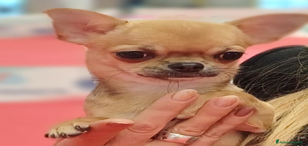 Immagine della galleria {{count}}