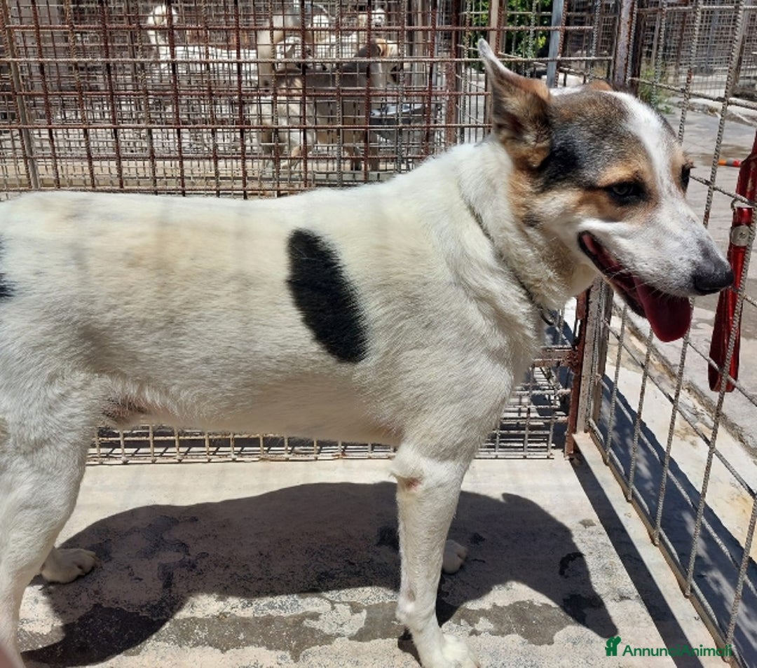 Meticcio cani in regalo: BALU', cerca casa - Immagine 3