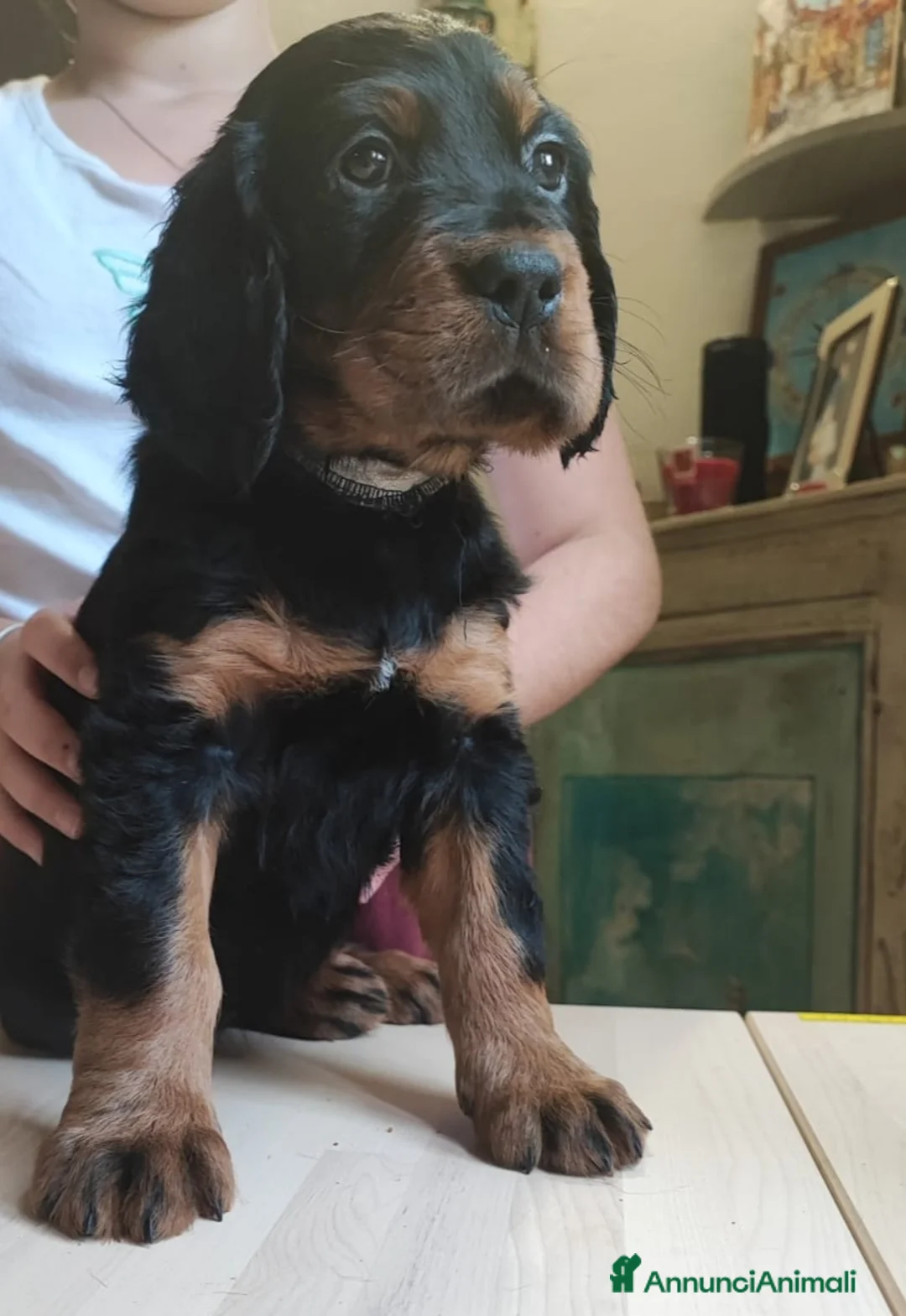 Setter Gordon cani in vendita: Setter Gordon  - Annuncio 16