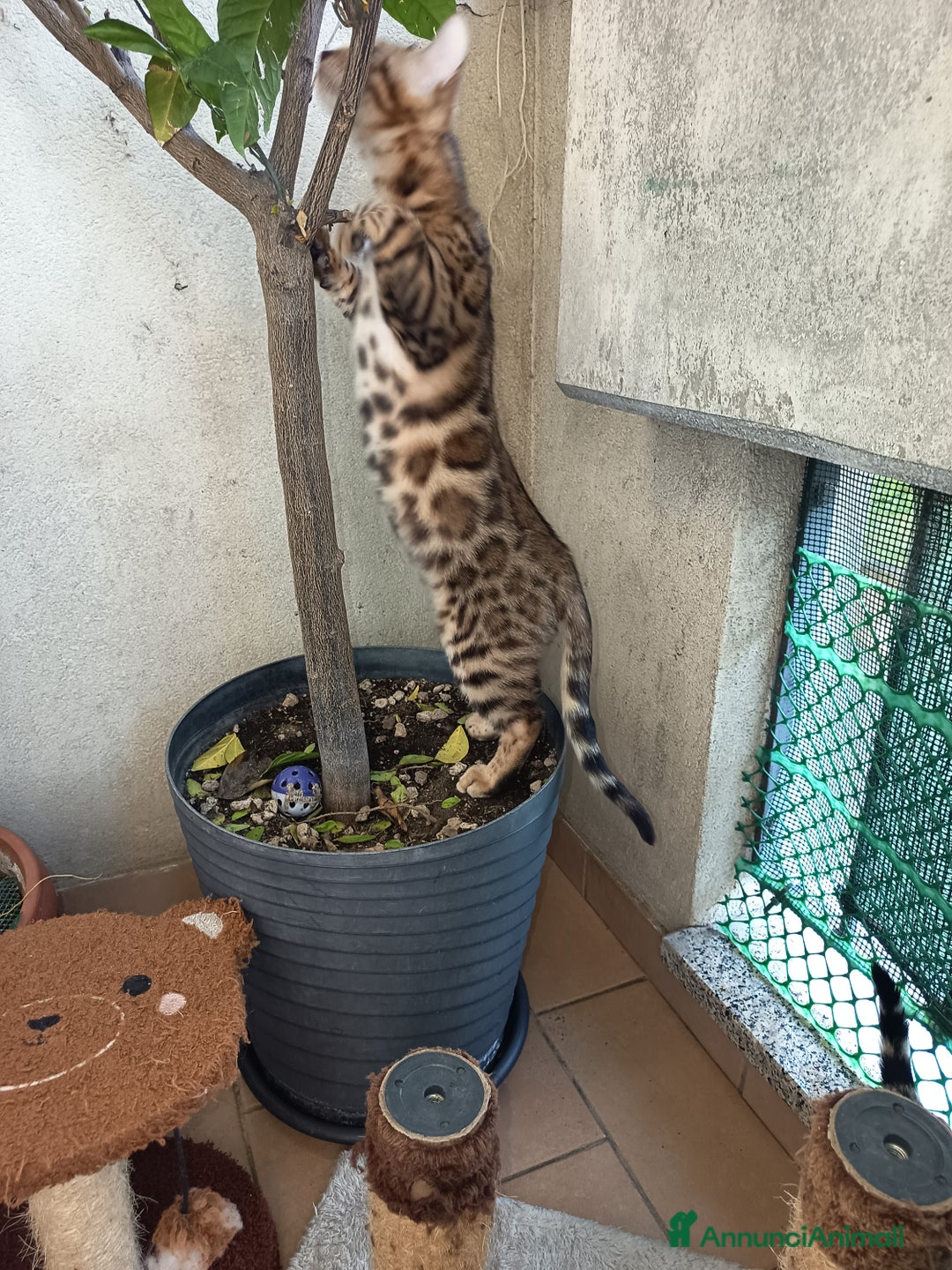 Bengala gatti in vendita: Dolcissimo maschietto di una stupenda colorazione  - Annuncio 3