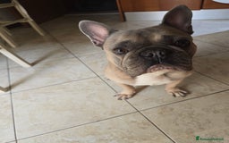 Bulldog Francese cani per accoppiamento: Bulldog francese - Immagine 1