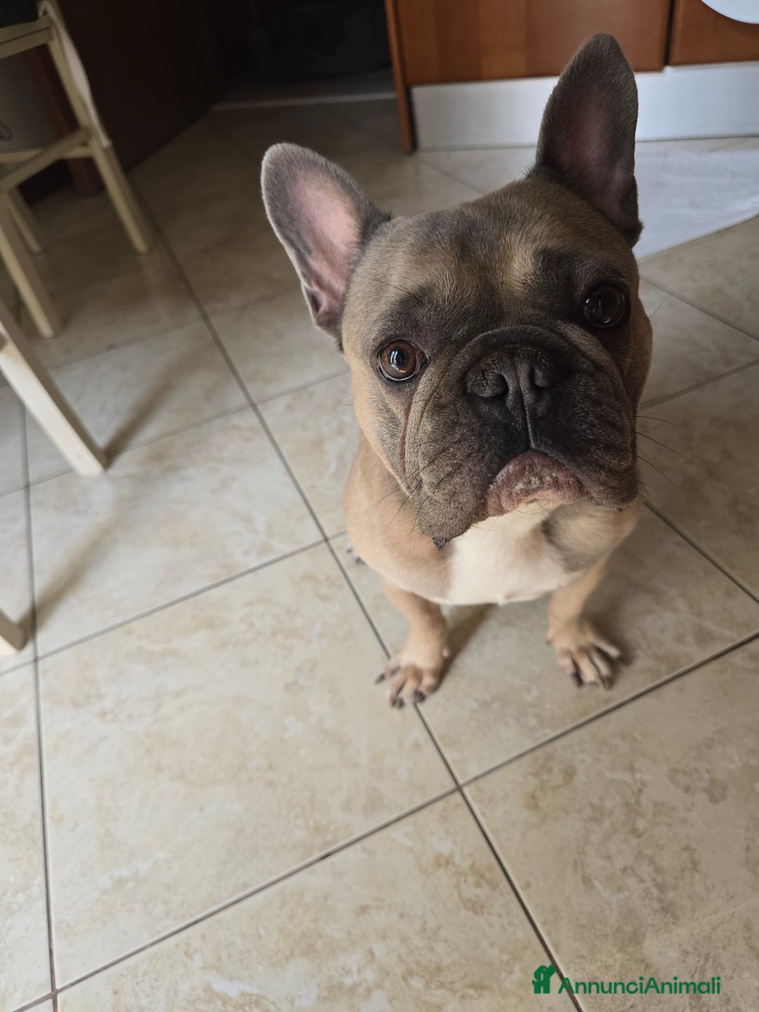 Bulldog Francese cani per accoppiamento: Bulldog francese - Immagine 1