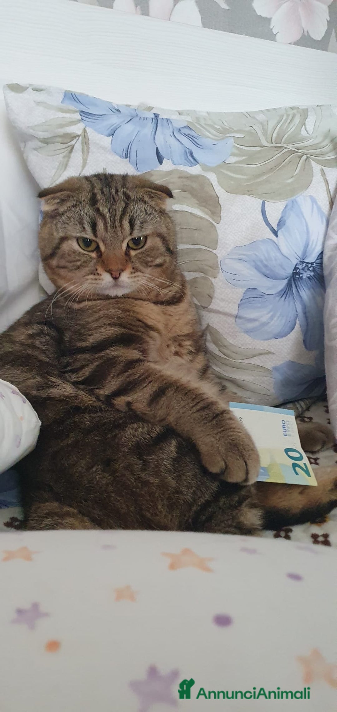 British gatti per accoppiamento: Gatto per accoppiamento  - Annuncio 4