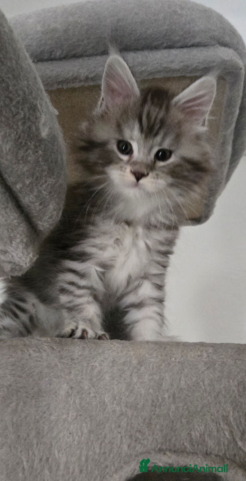 Maine Coon gatti Cuccioli Maine Coon Silver pedigree Afef  - Annuncio 7