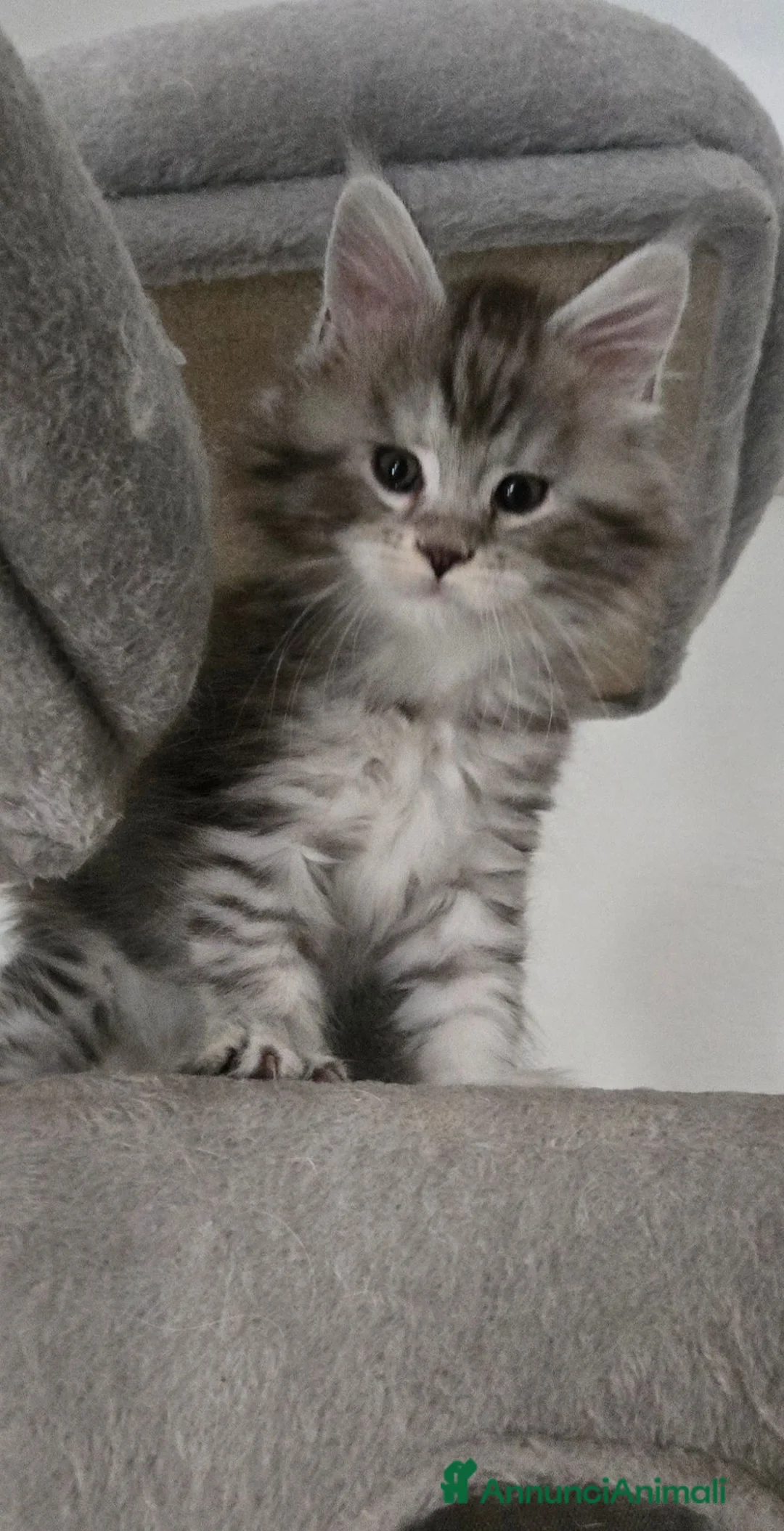 Maine Coon gatti in vendita: Cuccioli Maine Coon Silver pedigree Afef  - Annuncio 1