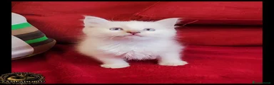 Ragdoll 5