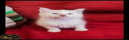 Ragdoll gatti in vendita: ragdoll con pedegree  a Provincia di Cremona - Annuncio 9