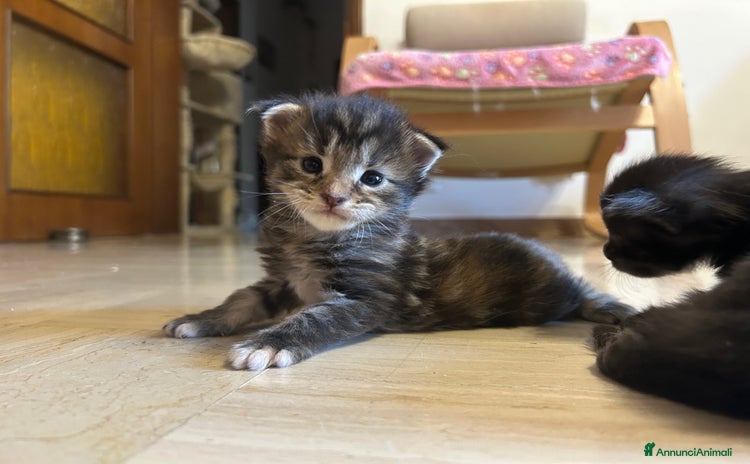 Maine Coon gatti a Provincia di Modena - Annuncio 15