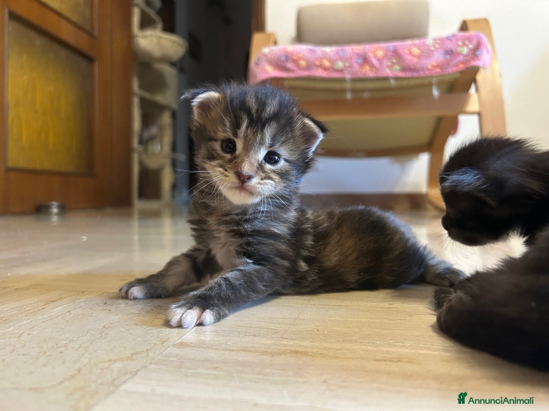 Maine Coon gatti in vendita: Maine Coon cuccioli pedigree ANFI a Provincia di Modena - Immagine 1