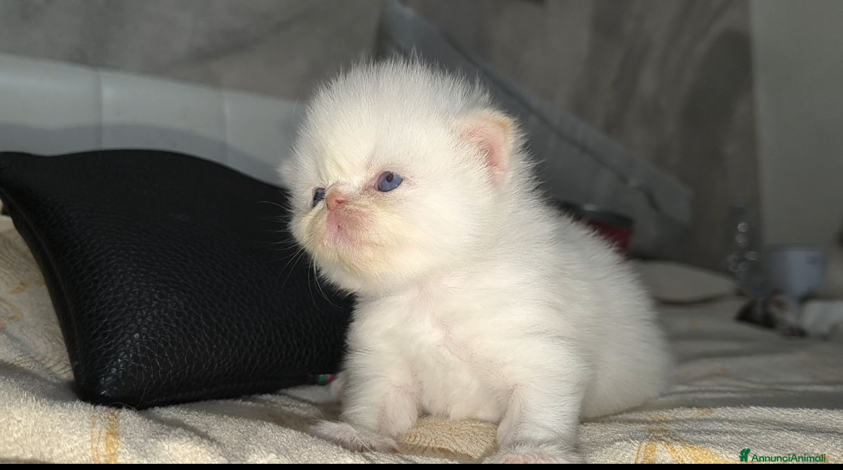 Persiano gatti Vendita persiani - Annuncio 1
