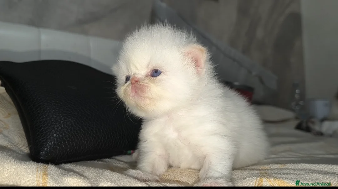 Persiano gatti in vendita: Vendita persiani - Annuncio 1