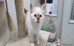 Sacro di Birmania gatti in vendita: Sacro di Birmania  - Immagine 5