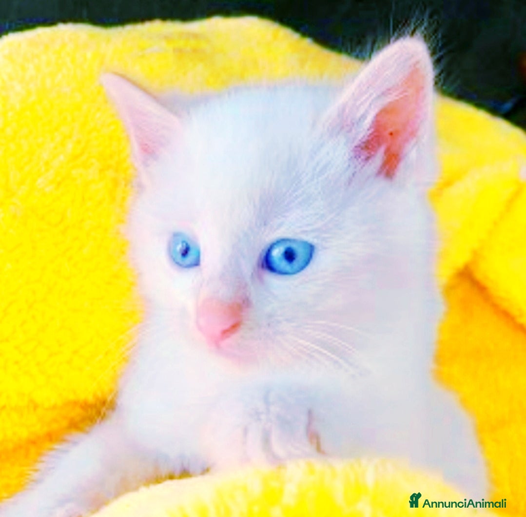 Siamese gatti Gattini siamesi Red point  - Annuncio 2