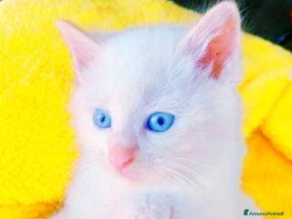 Siamese gatti Gattini siamesi Red point - Annuncio 2