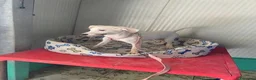 Meticcio cani in regalo: MANNY  - Annuncio 3