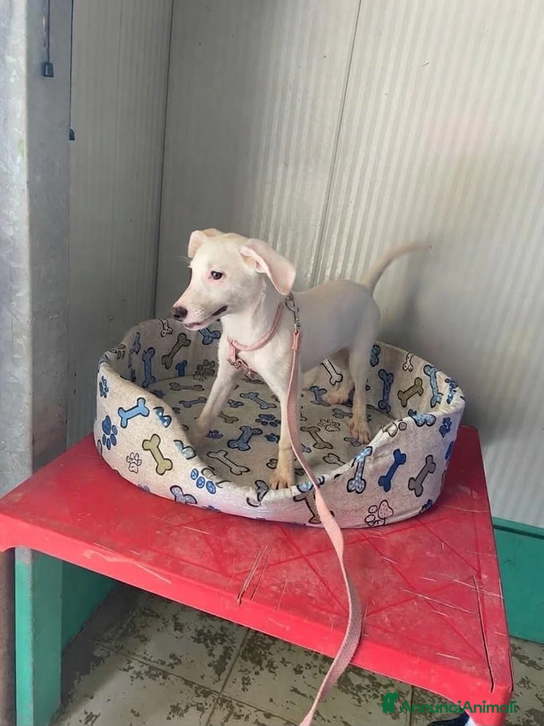 Meticcio cani in regalo: MANNY  - Annuncio 3