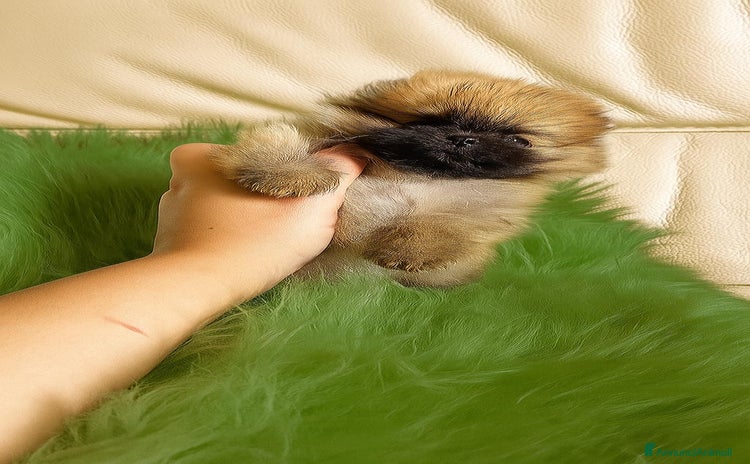 Volpino Pomerania cani - Annuncio 12