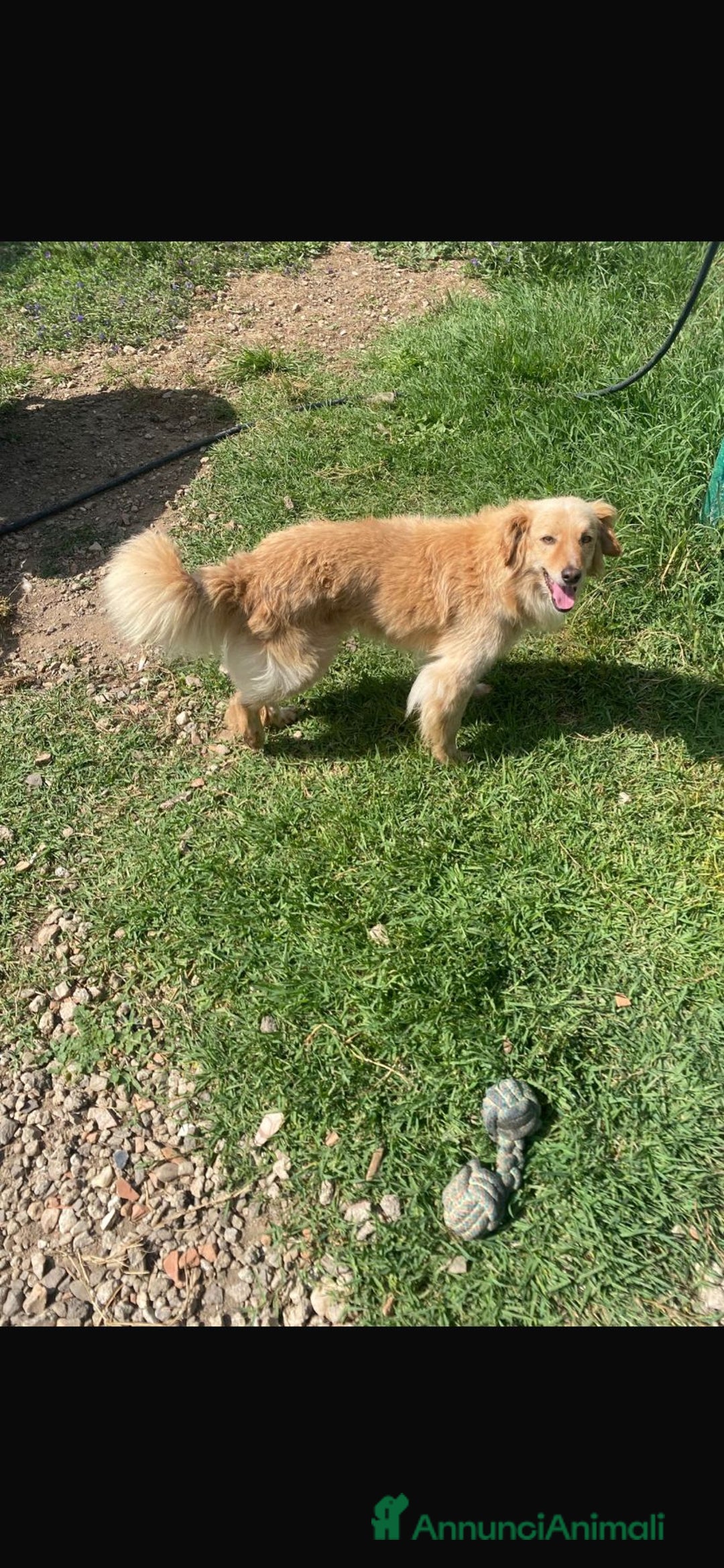 Meticcio cani in regalo: 3anni mMirto mix volpino 7/8kg SOS CASA SARDEGNA - Annuncio 8