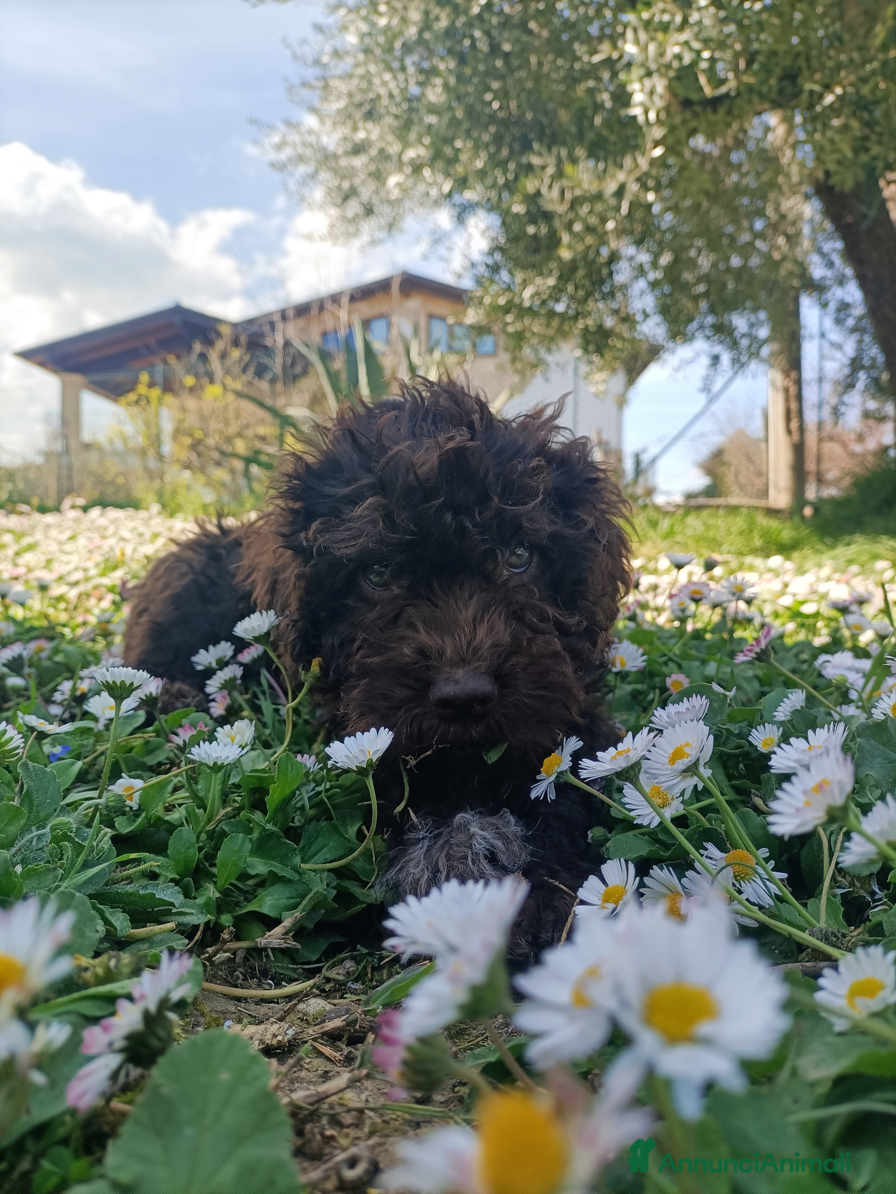 Lagotto cani Cucciolo di Lagotto Romagnolo con Pedigree Roi  - Annuncio 18