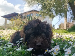 Lagotto cani Cucciolo di Lagotto Romagnolo con Pedigree Roi - Annuncio 18