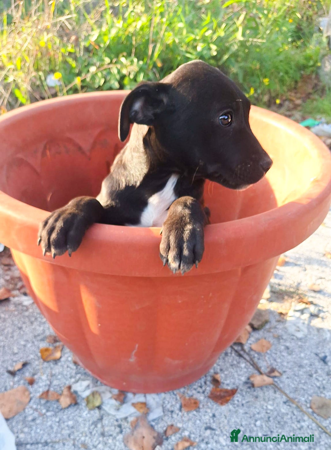 Pitbull cani in regalo: Micky cucciolo adorabile - Annuncio 3
