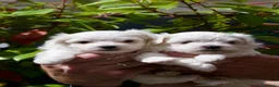 Maltese cani in vendita: CUCCIOLI MALTESI - Annuncio 3