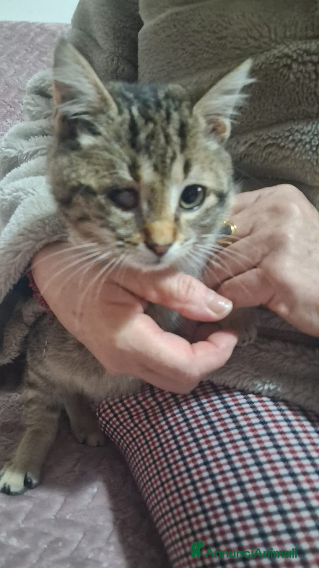 Altre razze gatti in regalo: GATTINI SPECIALI  - Annuncio 9