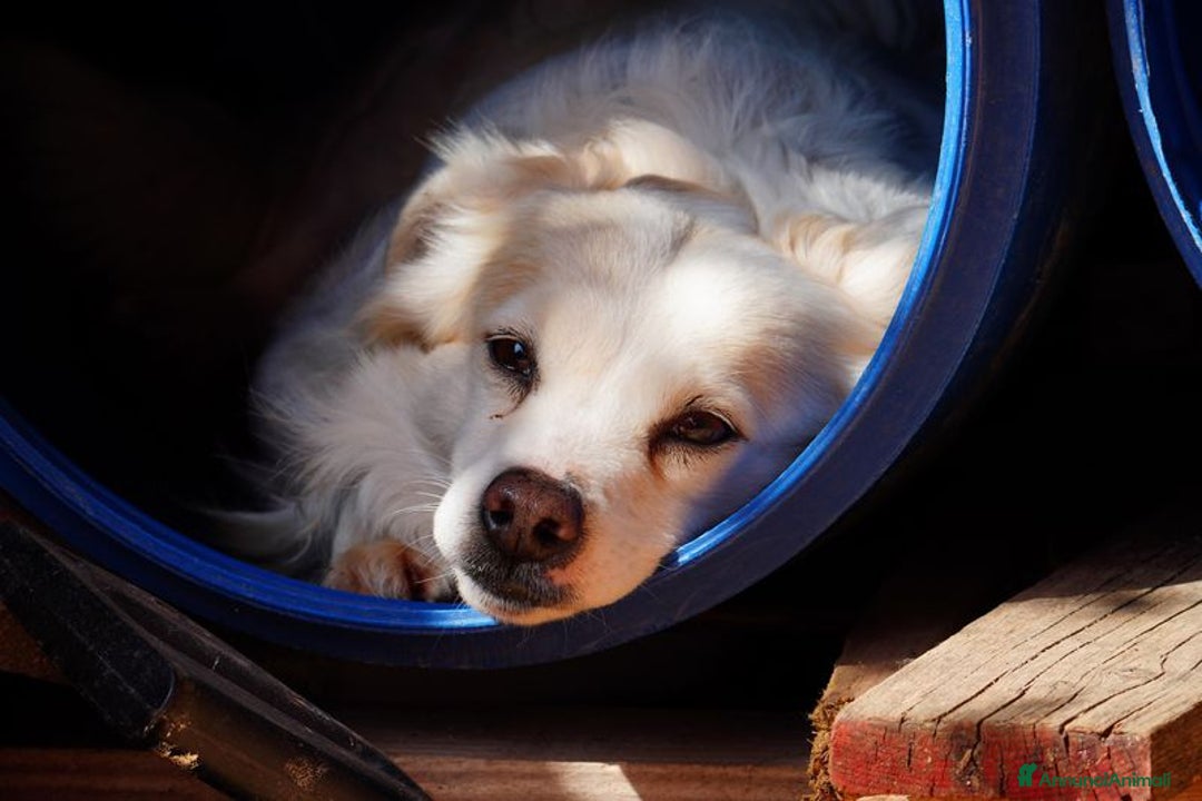 Volpino Italiano cani in regalo: Simba, il volpino - Immagine 1