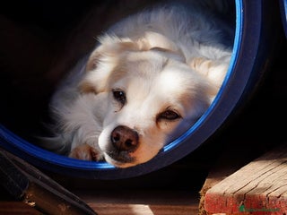 Volpino Italiano cani Simba, il volpino - Annuncio 2