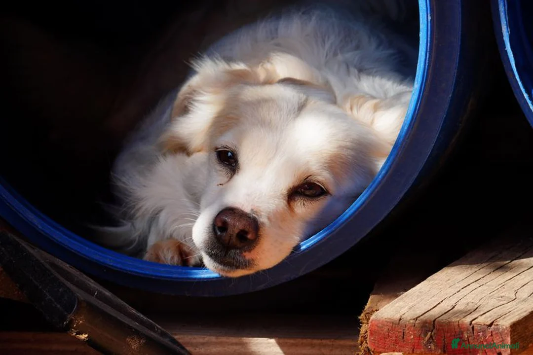 Volpino Italiano cani in regalo: Simba, il volpino - Annuncio 1