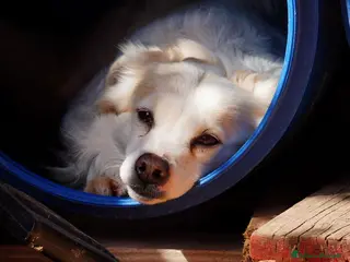 Volpino Italiano cani Simba, il volpino - Annuncio 2