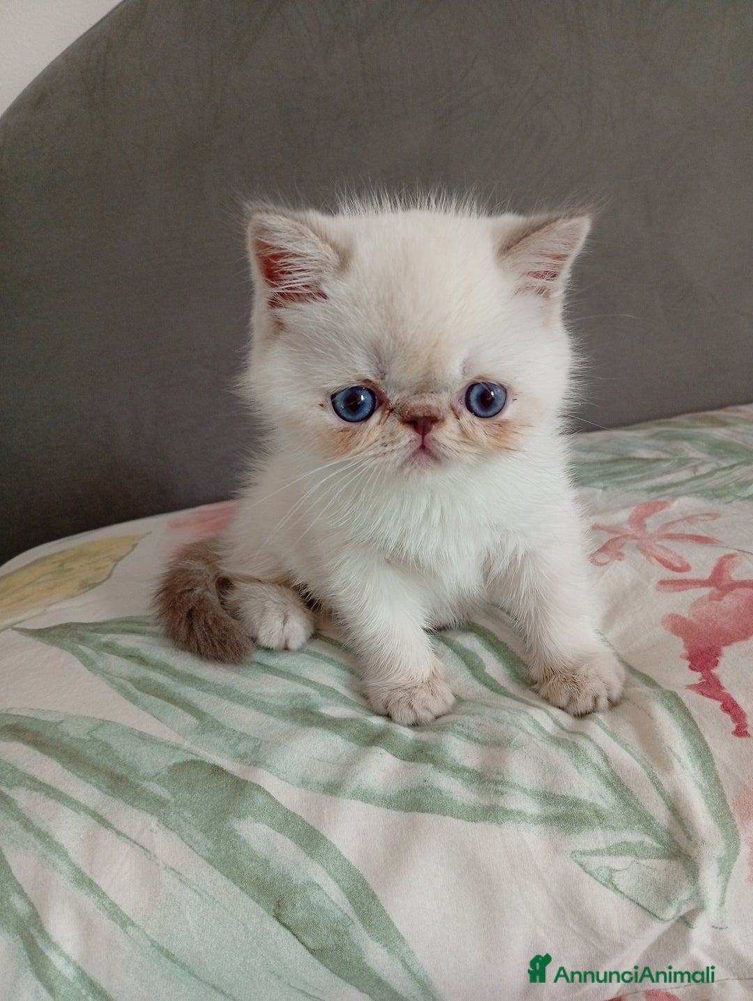 Exotic Shorthair gatti in vendita: Exotic Shorthair  - Annuncio 5