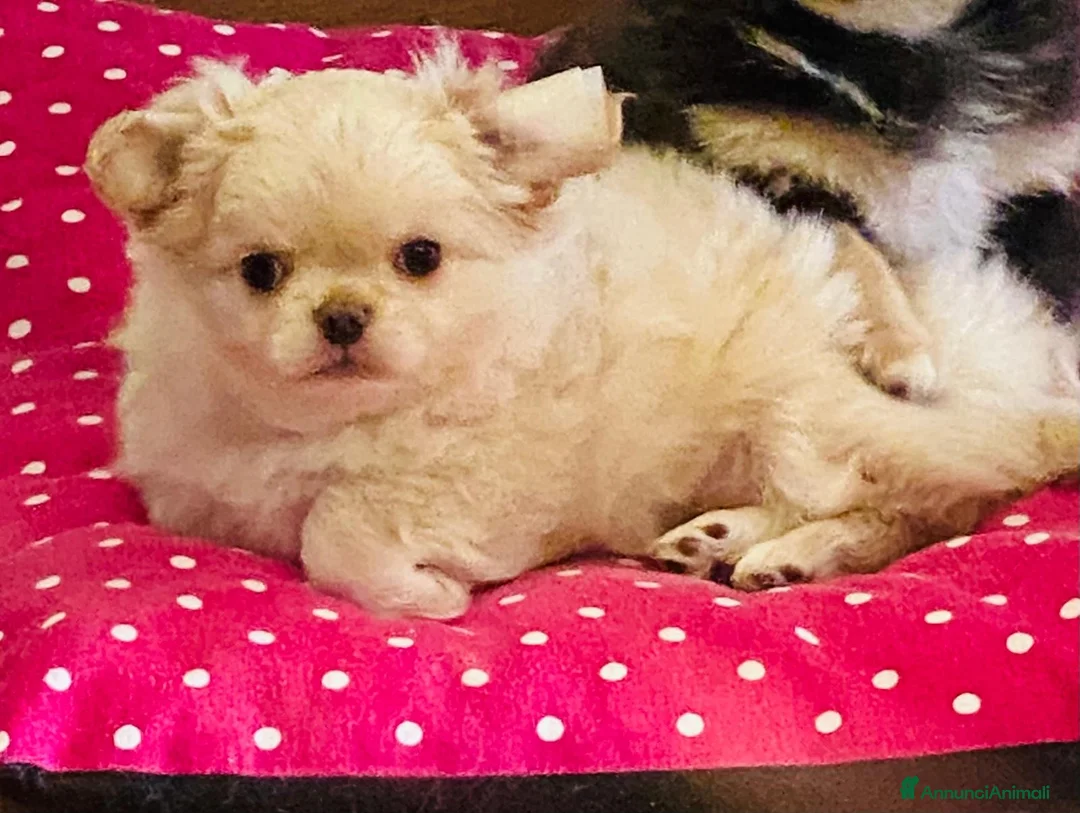 Chihuahua cani in vendita: Meraviglioso cucciolo di chihuahua  - Annuncio 1