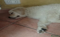 Golden Retriever cani in vendita: Cucciolo Golden Retriever Pedrigree a Provincia di Bergamo - Immagine 1